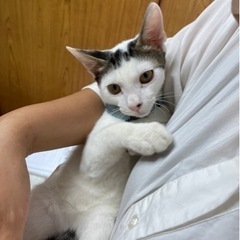 保護してくれているお家の子になりした♡甘えんぼすぎるゴロゴロ♡真...