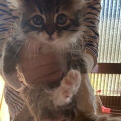 かわいい子猫姉弟2頭の里親募集