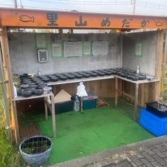 メダカとミジンコ　里山めだか無人販売所　11/2