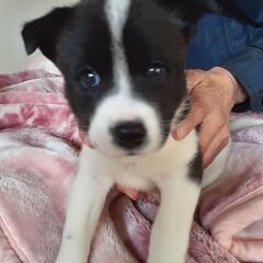 生後42日の子犬の里親募集