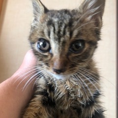 急募！！保護しました。3ヶ月過ぎくらいの人馴れしてる子猫