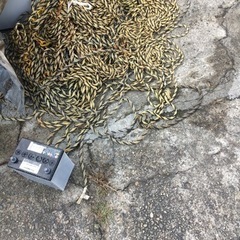 トラ　ロープ　いっぱい