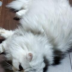 里親さん候補決まりました