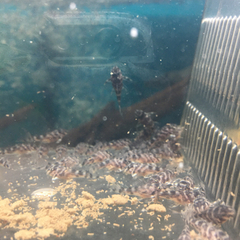 キンペコ熱帯魚