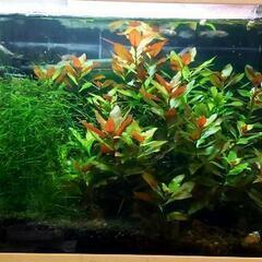 ミナミヌマエビ20匹強＋水草