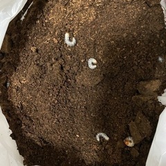 国産ノコギリクワガタの幼虫