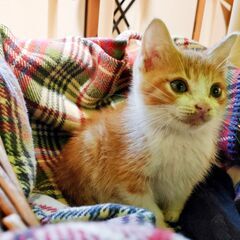 募集停止　沢山の方に見ていただき感謝します。生後一か月♡かわいい...