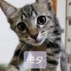✩.*˚里親募集✩.*˚