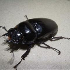 【値下げ】タランドゥスオオツヤクワガタ　ペアの画像