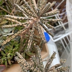 多肉植物　錦蝶　胡蝶の舞錦の画像