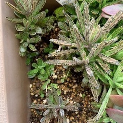 多肉植物　錦蝶　胡蝶の舞錦