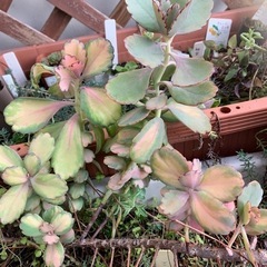 多肉植物　錦蝶　胡蝶の舞錦の画像