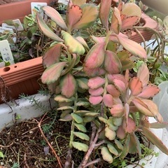 多肉植物　錦蝶　胡蝶の舞錦の画像
