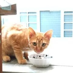 【トライアル決定！】元気で甘えん坊長い尻尾の生後6ヶ月♂