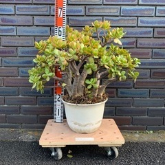 金券可　大型　多肉植物　鉢植え　観葉植物　全高50cm