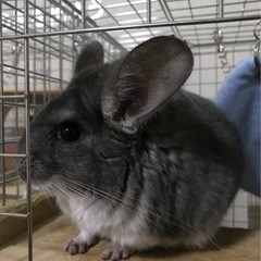 チンチラ3匹里親募集！