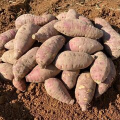 サツマイモ　　愛知県産　50ｋｇ　無農薬＋おまけつき