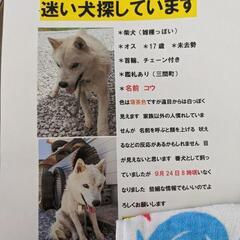 迷子犬探しています