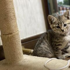 里親募集　子猫　生後約2ヶ月　トラネコ