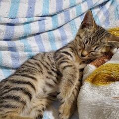 里親募集　子猫　生後約2ヶ月　トラネコ - 福島市