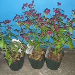 8個セット 千日小坊  花苗 ガーデニング 花鉢 鉢植え