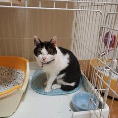 白黒ちゃんとシャム猫風ねこちゃんです。子猫の頃保護して育ててきま...
