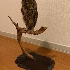 フクロウ　剥製　置物の画像