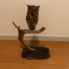 フクロウ　剥製　置物