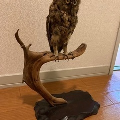 フクロウ　剥製　置物の画像