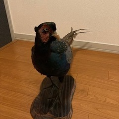 キジ　剥製　