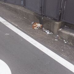 捨て猫　届け出確認済み