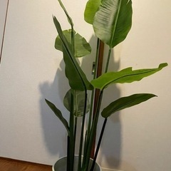 観葉植物