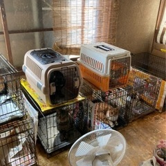 多頭飼育崩壊現場からレスキューされたオス猫２匹預かり中