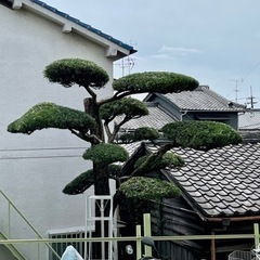 お庭を綺麗に仕上げます。プロに剪定や除草お任せください。