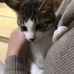 サバ白★2ヶ月半の男の子 オス★ハンサム💛