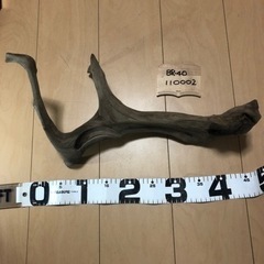 流木　ミギー