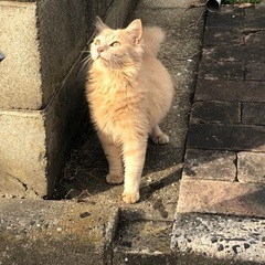 お話し中　捕獲済み　３ヶ月(推定) 珍しい長毛クリーム