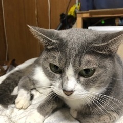 猫ちゃん里親募集 メス 3歳 避妊済み