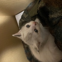 拾いねこ