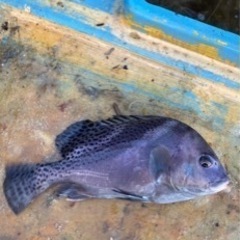 土曜日釣り行けませんか − 三重県