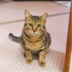 お爺さんが飼えなくなったキジ猫