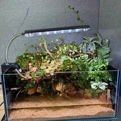 ☆杜のメダカ☆★熱帯魚飼育にコケリウム・テラリウム完成品★ライト付き