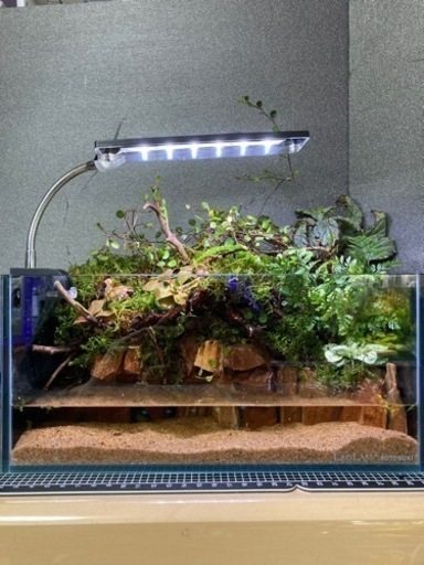 ☆杜のメダカ☆★熱帯魚飼育にコケリウム・テラリウム完成品★ライト付き
