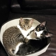 7ヶ月の兄弟猫ちゃん🐱代理投稿になります