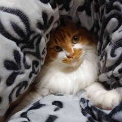 保護猫　譲渡会♪