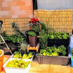 【11/7日お取引決定】USB 5v電源供給型 水中ポンプ 3Wタイプ の画像