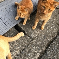 6ヶ月(推定) 茶トラ　オス