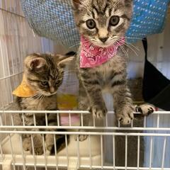 甘えん坊の姉妹子猫のタラコとシャケ