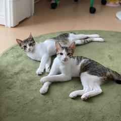 おっとり仲良し兄弟のキジトラ