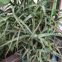 アロエ　鉢植え　。